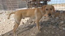 EDDIE, Hund, Mischlingshund in Griechenland - Bild 7