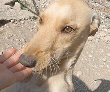 EDDIE, Hund, Mischlingshund in Griechenland - Bild 8