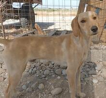 EDDIE, Hund, Mischlingshund in Griechenland - Bild 9