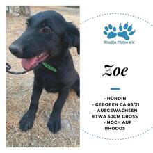 ZOE, Hund, Mischlingshund in Griechenland - Bild 1
