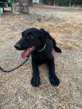 ZOE, Hund, Mischlingshund in Griechenland - Bild 4