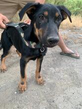 FILOU, Hund, Mischlingshund in Griechenland - Bild 2