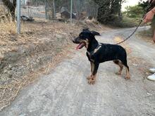 FILOU, Hund, Mischlingshund in Griechenland - Bild 3