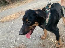 FILOU, Hund, Mischlingshund in Griechenland - Bild 7
