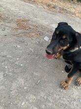 FILOU, Hund, Mischlingshund in Griechenland - Bild 8