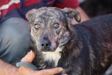 HALIAN, Hund, Mischlingshund in Rumänien - Bild 1