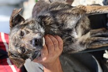 HALIAN, Hund, Mischlingshund in Rumänien - Bild 2