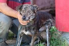 HALIAN, Hund, Mischlingshund in Rumänien - Bild 3