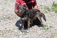 HALIAN, Hund, Mischlingshund in Rumänien - Bild 4