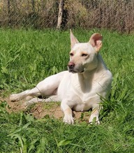 SAMIRA, Hund, Mischlingshund in Kroatien - Bild 1