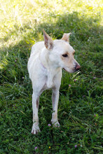 SAMIRA, Hund, Mischlingshund in Kroatien - Bild 2