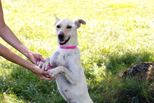 SAMIRA, Hund, Mischlingshund in Kroatien - Bild 4