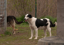 MARIO, Hund, Mischlingshund in München - Bild 6