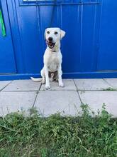 DASTY, Hund, Mischlingshund in Slowakische Republik - Bild 2