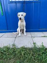 DASTY, Hund, Mischlingshund in Slowakische Republik - Bild 3