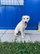 DASTY, Hund, Mischlingshund in Slowakische Republik - Bild 6