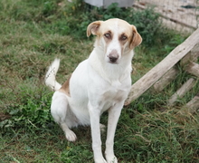 EVI, Hund, Mischlingshund in Griechenland - Bild 10