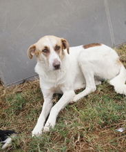 EVI, Hund, Mischlingshund in Griechenland - Bild 11