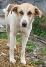 EVI, Hund, Mischlingshund in Griechenland - Bild 13