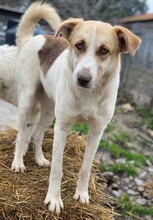 EVI, Hund, Mischlingshund in Griechenland - Bild 14