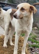 EVI, Hund, Mischlingshund in Griechenland - Bild 15