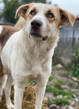 EVI, Hund, Mischlingshund in Griechenland - Bild 17