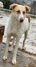 EVI, Hund, Mischlingshund in Griechenland - Bild 18