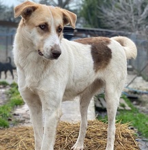 EVI, Hund, Mischlingshund in Griechenland - Bild 19