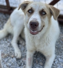 EVI, Hund, Mischlingshund in Griechenland - Bild 20