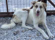 EVI, Hund, Mischlingshund in Griechenland - Bild 21