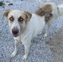 EVI, Hund, Mischlingshund in Griechenland - Bild 22