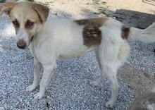 EVI, Hund, Mischlingshund in Griechenland - Bild 23