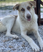 EVI, Hund, Mischlingshund in Griechenland - Bild 24