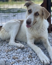 EVI, Hund, Mischlingshund in Griechenland - Bild 25