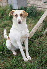 EVI, Hund, Mischlingshund in Griechenland - Bild 3