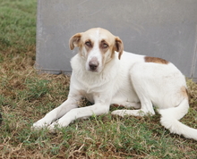 EVI, Hund, Mischlingshund in Griechenland - Bild 5