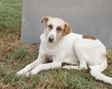 EVI, Hund, Mischlingshund in Griechenland - Bild 6