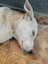 LOUISE, Hund, Mischlingshund in Rumänien - Bild 2