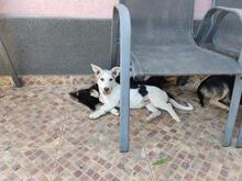 LOUISE, Hund, Mischlingshund in Rumänien - Bild 3