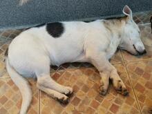 LOUISE, Hund, Mischlingshund in Rumänien - Bild 4