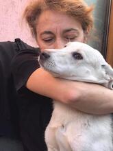 LOUISE, Hund, Mischlingshund in Rumänien - Bild 5