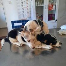 LOUISE, Hund, Mischlingshund in Rumänien - Bild 6