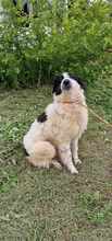 KELLY, Hund, Mischlingshund in Bulgarien - Bild 4