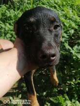 SILAS, Hund, Mischlingshund in Bulgarien - Bild 1