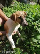 SVEN, Hund, Mischlingshund in Bulgarien - Bild 4