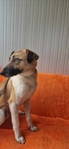 SVEN, Hund, Mischlingshund in Bulgarien - Bild 6