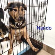 NANDO, Hund, Deutscher Schäferhund-Mix in Bulgarien - Bild 1