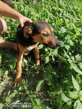 NANDO, Hund, Deutscher Schäferhund-Mix in Bulgarien - Bild 4