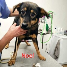 NOEL, Hund, Deutscher Schäferhund-Mix in Bulgarien - Bild 2
