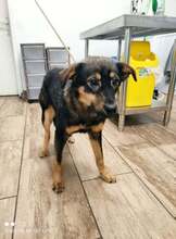NOEL, Hund, Deutscher Schäferhund-Mix in Bulgarien - Bild 5